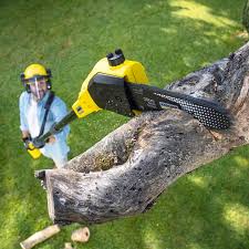 Best Lawn Disease Treatment  in Pleasanton, TX