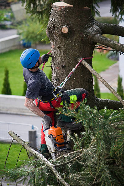 Tree and Shrub Care in Pleasanton, TX